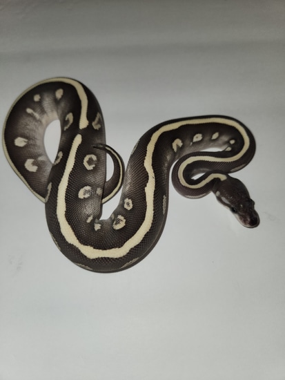 Super Mystic Vanilla Ball Python by Revolutionary Balls
