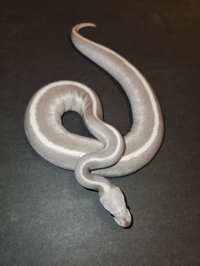Super Mystic Vanilla Fire Ball Python by Revolutionary Balls