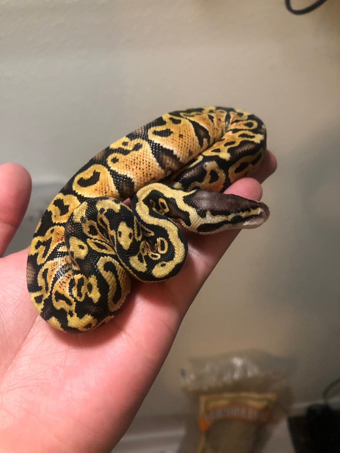 Pastel Ball Python by RMP Royals - MorphMarket