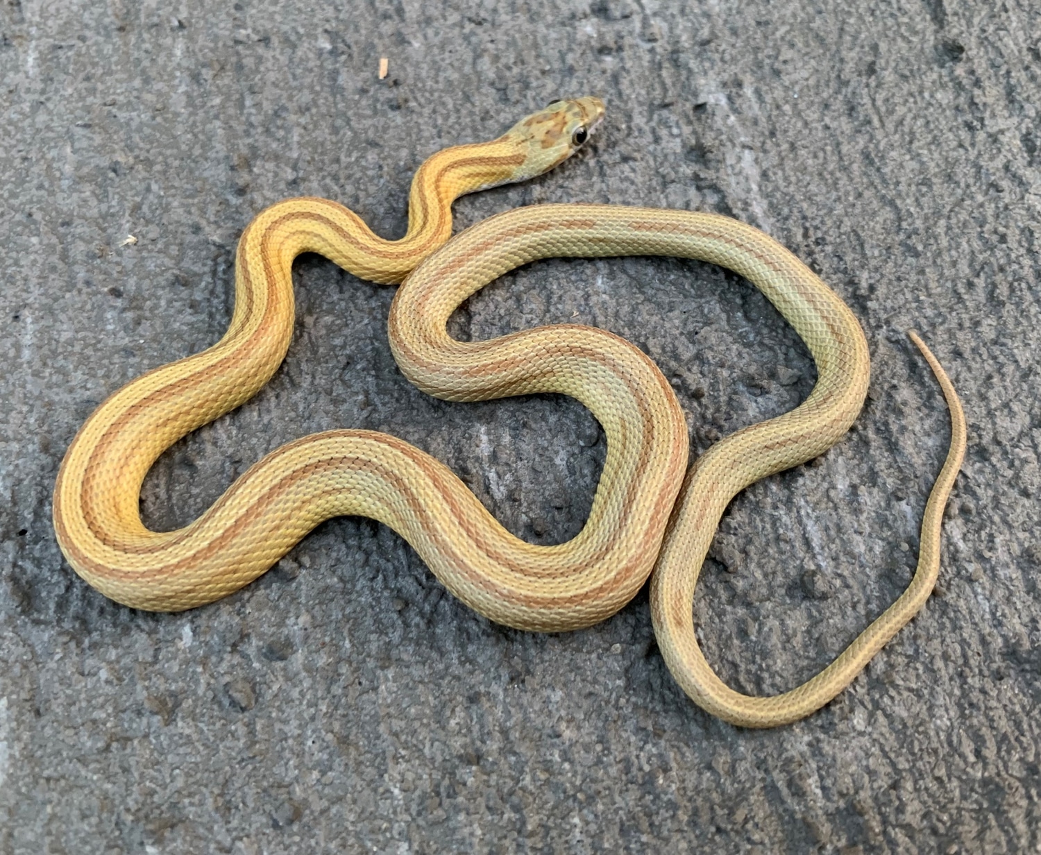 Caramel Stripe 100 Het Amel Corn Snake by Ferrell Captives - MorphMarket
