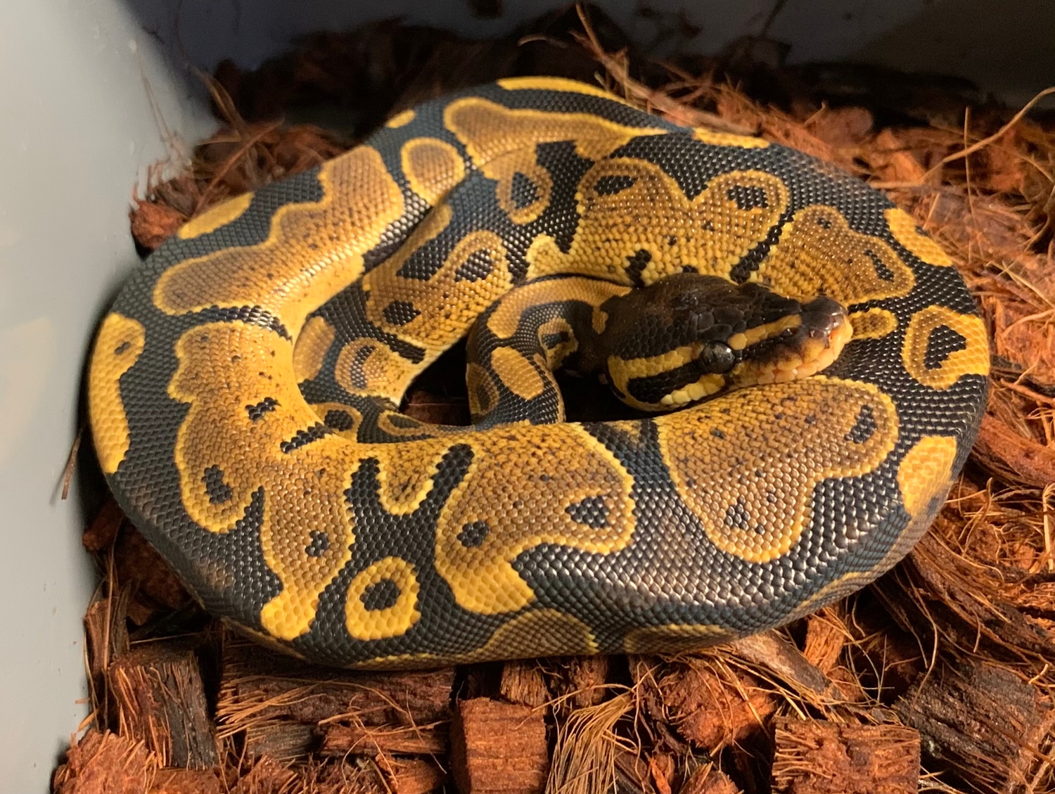 Normal 66% Het Pied 66% Het Ultramel 66% Het Caramel Ball Python by ...