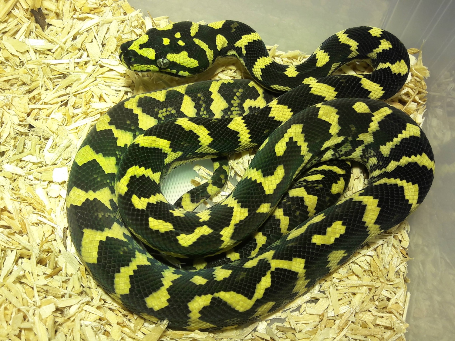 1.1 Dschungel Teppichpython 