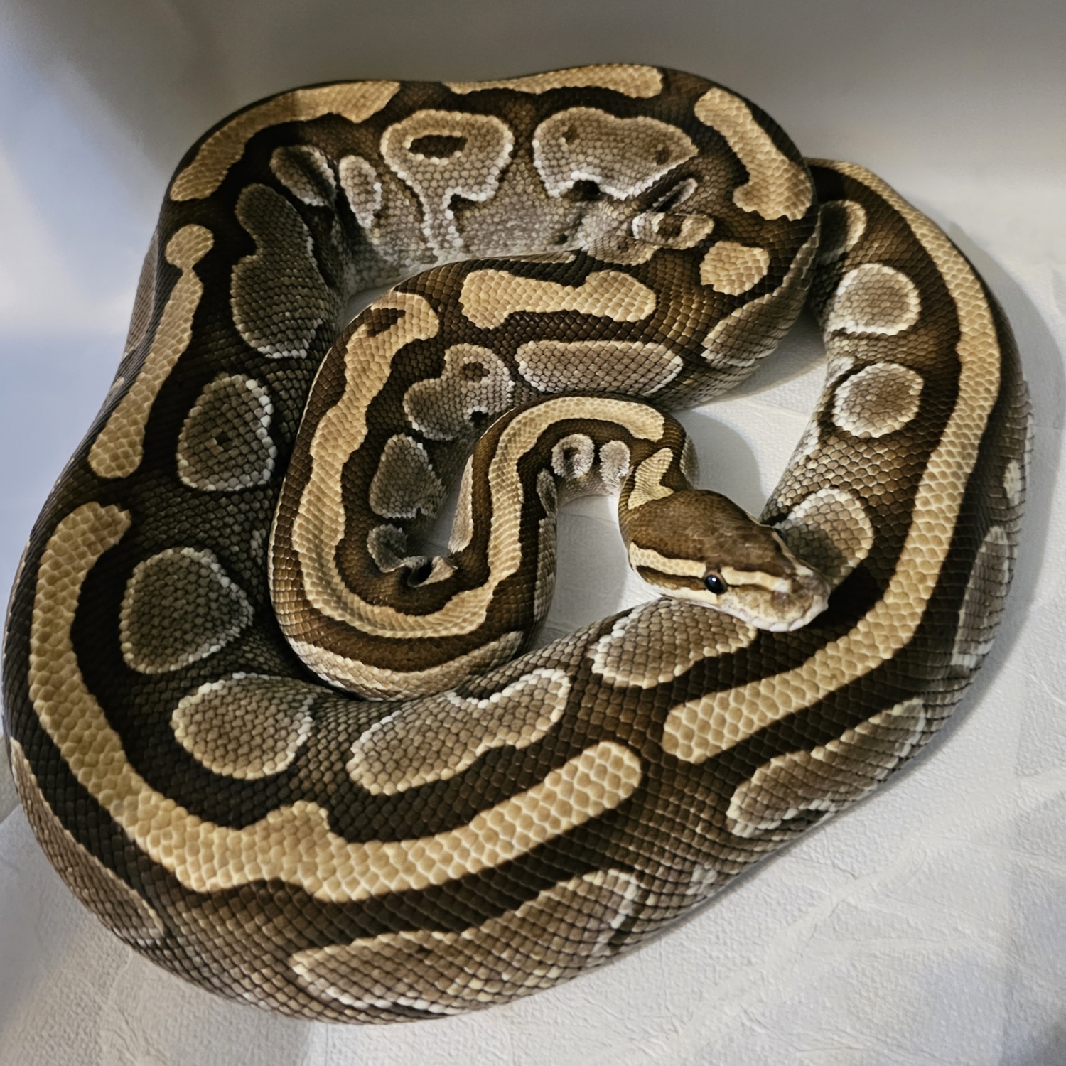 Lesser Ball Python by Next Day Noodles - MorphMarket