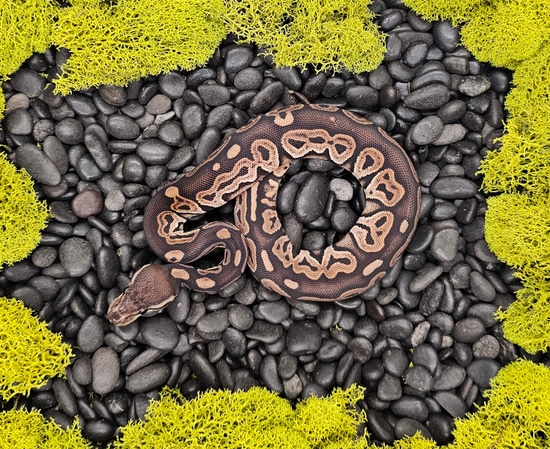 Cinnamon Ball Python by Next Day Noodles