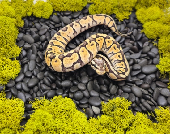 Super Pastel Ball Python by Next Day Noodles