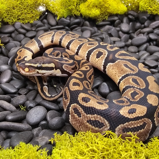 Dinker/Import Ball Python by Next Day Noodles