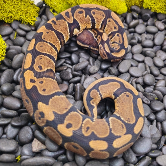 Dinker/Import Ball Python by Next Day Noodles