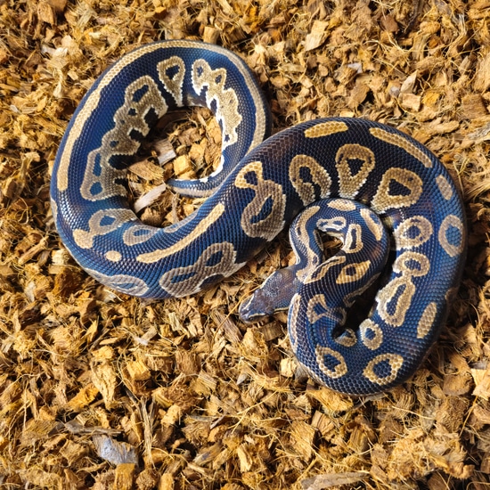 Black Head (Proven) Ball Python by Next Day Noodles
