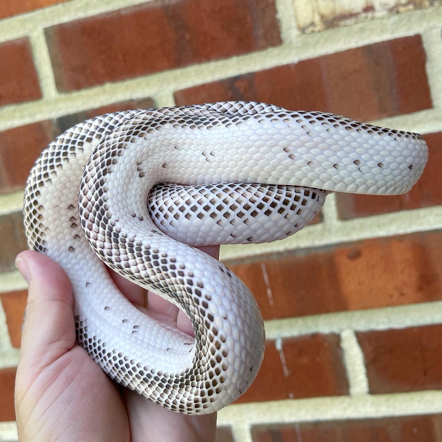 Whitesided Eastern Rat Snake by Garter Guy LLC MorphMarket