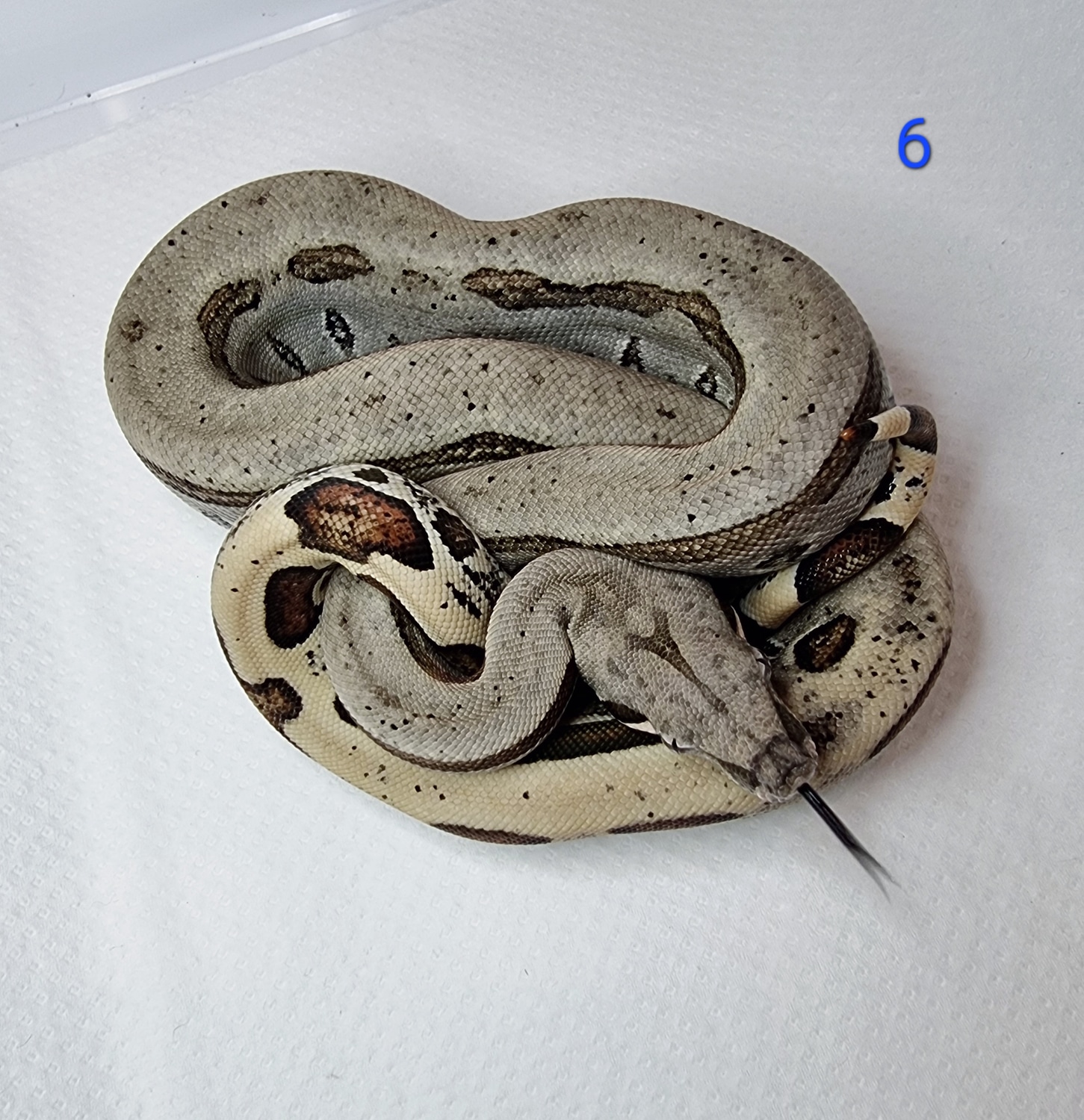 Reverse Stripe Jungle 66 Het Khal Albino Boa Constrictor by RG Boa