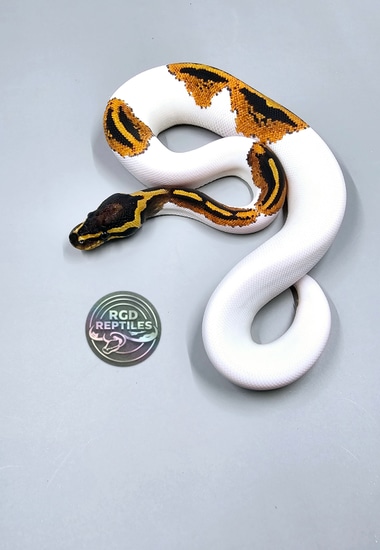 Orange Dream Yellowbelly Piebald Pos Het Lavender Albino Ball Python by ...