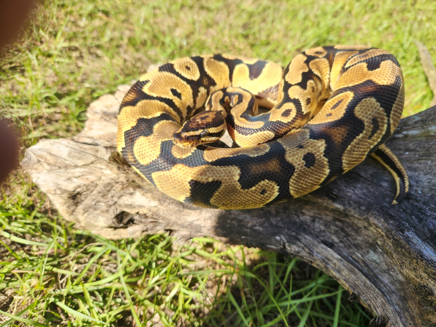 Ball Python by Pippin Balls Exotics - MorphMarket