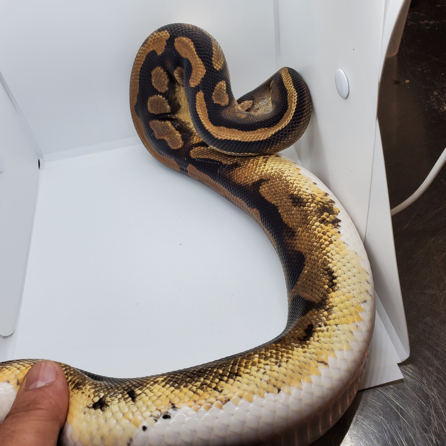 Low White Pied Ball Python by Rare Genetics Reptiles - MorphMarket