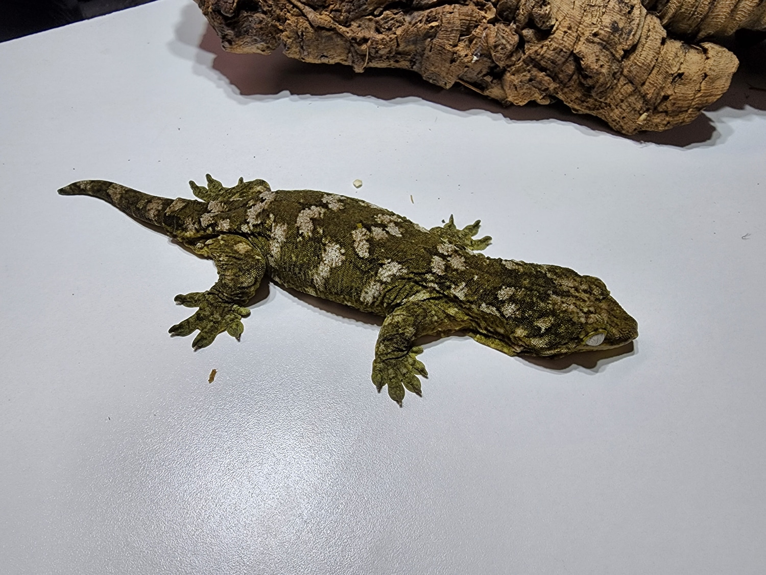 high-color-gtx-proven-breeder-leachianus-gecko-by-rare-genetics