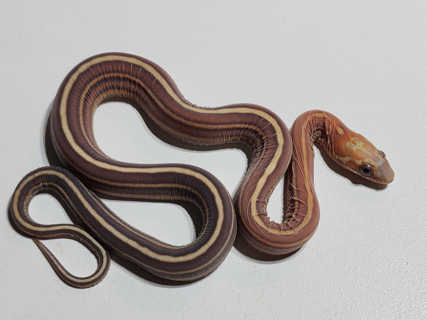 Scale Less Corn Scaleless Tessera Corn Snake by Rare Genetics Reptiles - MorphMarket