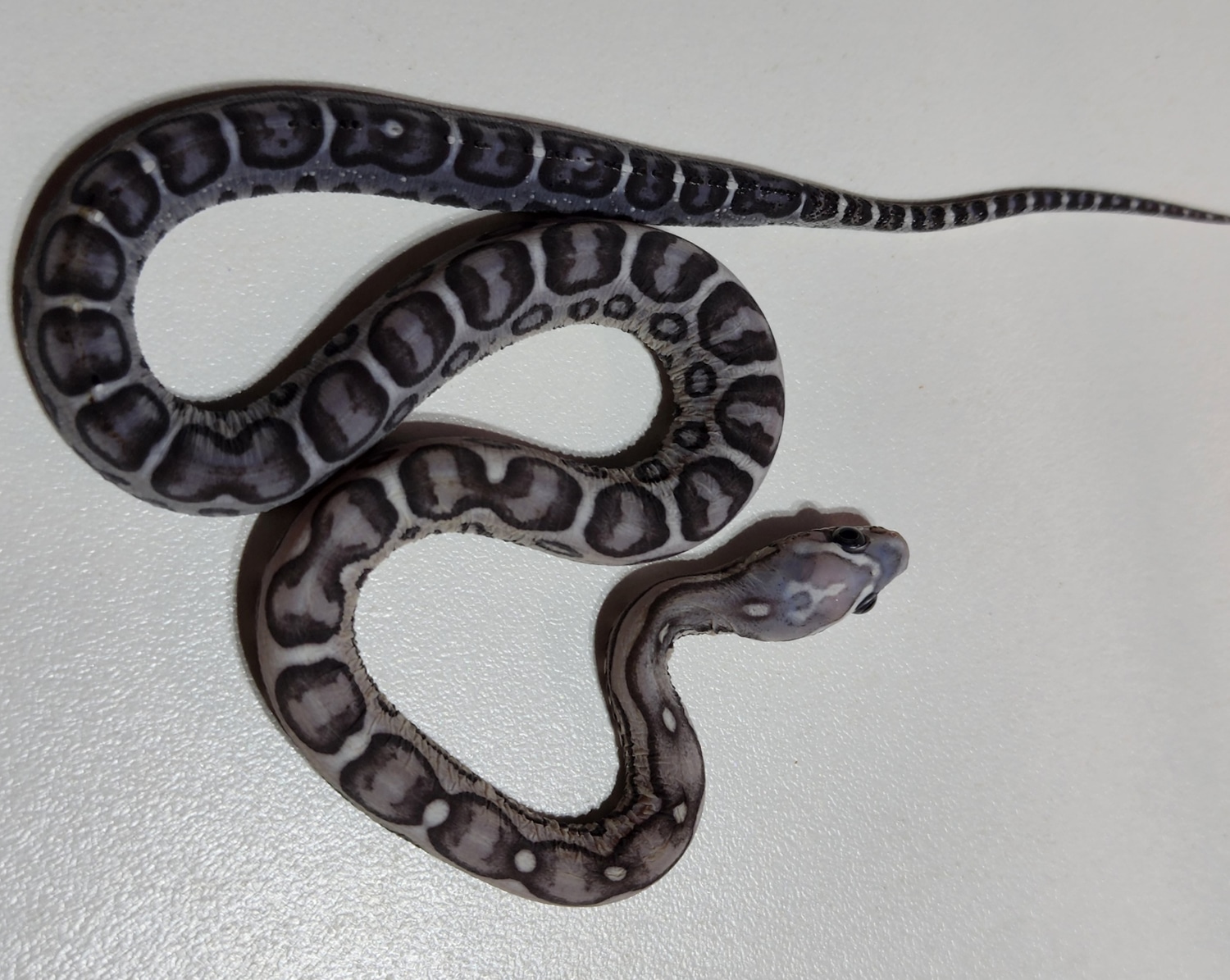Anery Scaleless Corn Snake by Rare Genetics Reptiles - MorphMarket