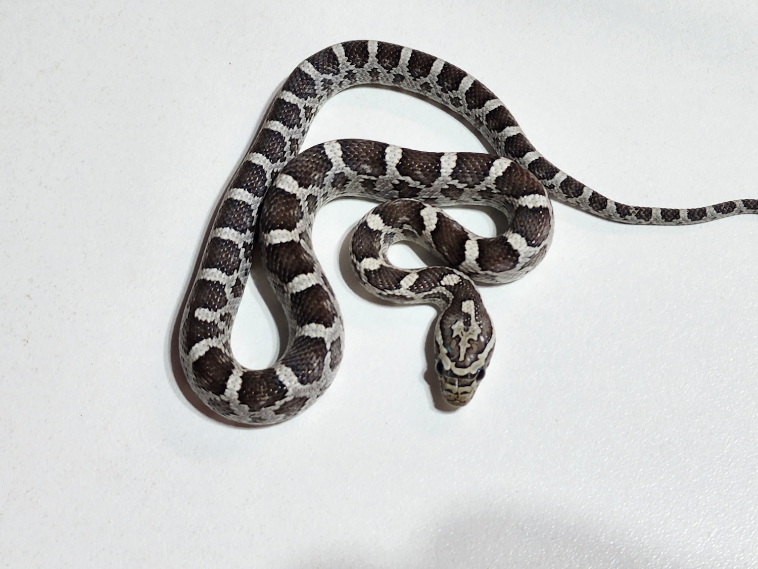 Anery 100% Het Scaleless Corn Snake by Rare Genetics Reptiles - MorphMarket