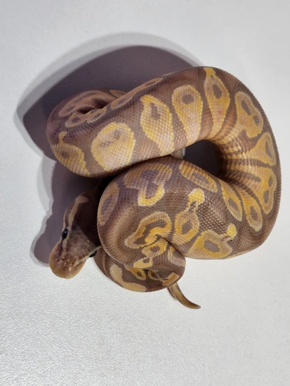 Pastel Black Head Banana Ball Python by Rare Genetics Reptiles