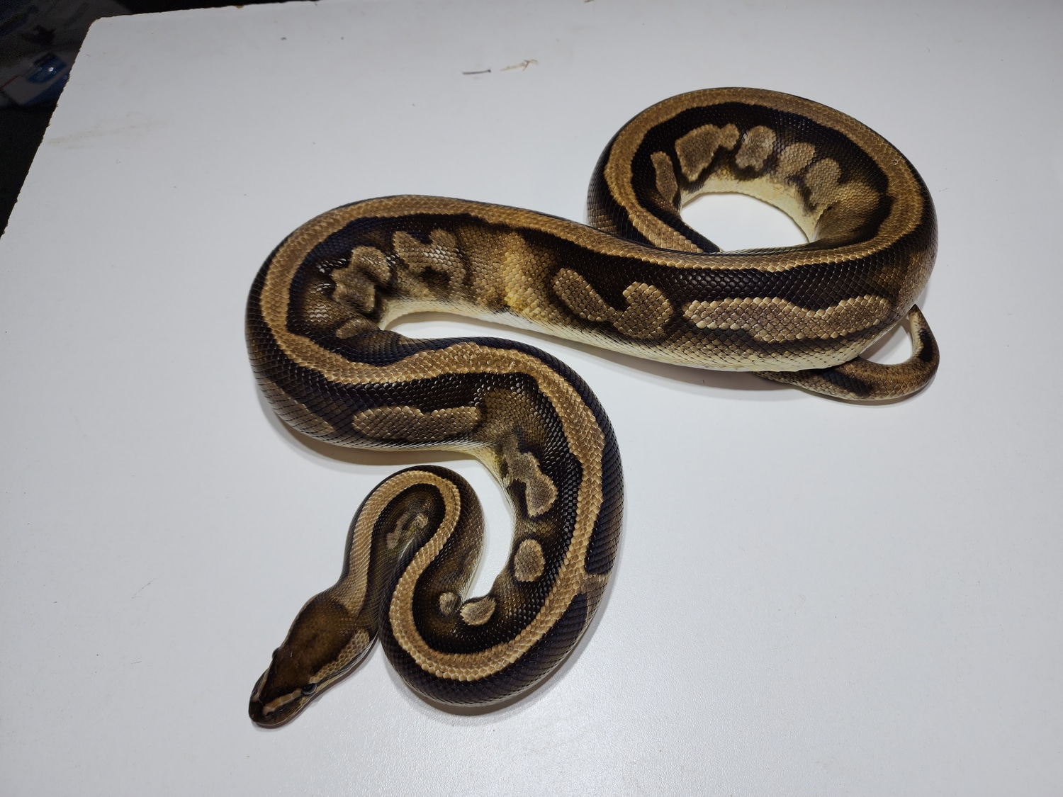 Low White Pied Ball Python by Rare Genetics Reptiles - MorphMarket