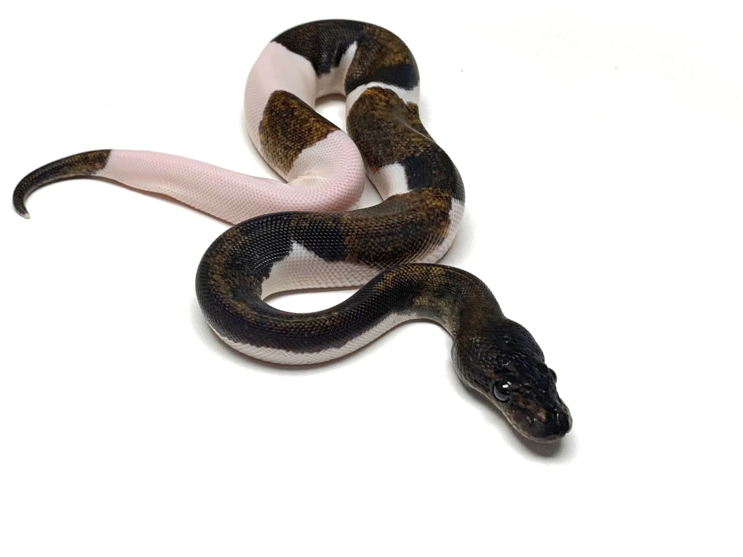 Suma Pied (PH Lavender Albino) Ball Python by AVM Reptiles LLC ...