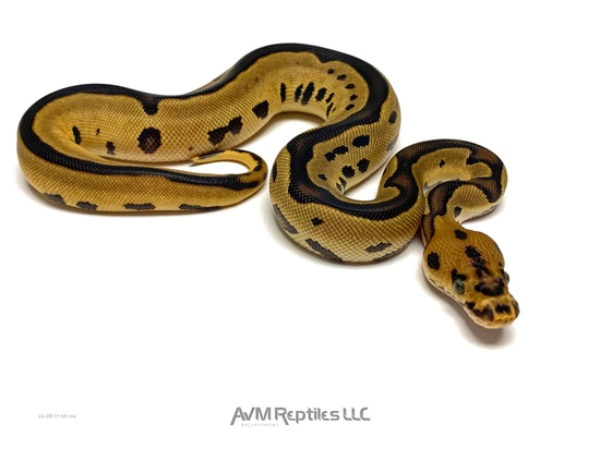 美品✨アメリ AMERI CLOUDY PYTHON ALL IN ONE