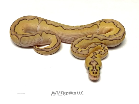 Butter Enchi Pastel Clown Ball Python by AVM Reptiles LLC