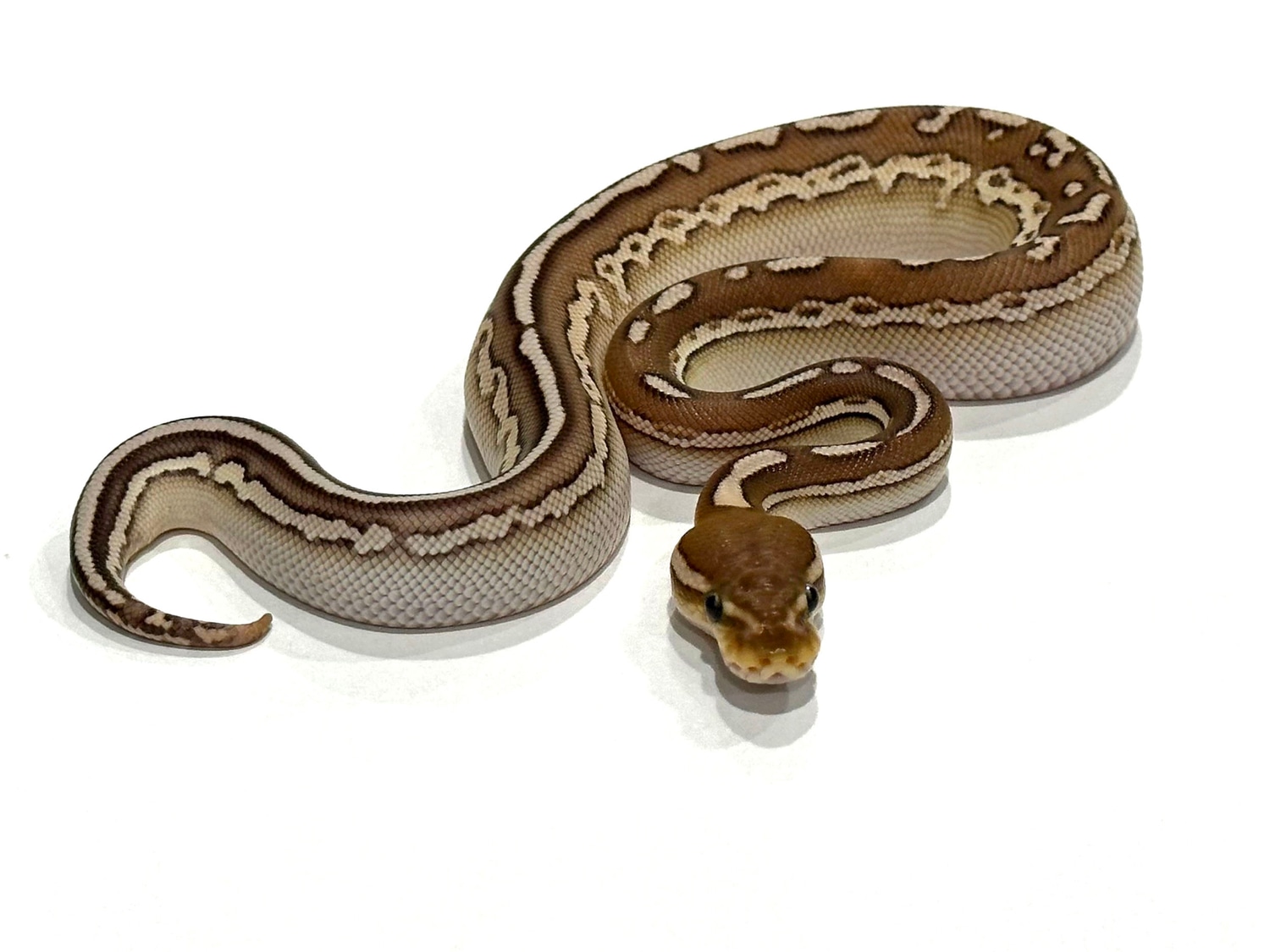 Cinnamon Lesser Het Clown Ball Python by AVM Reptiles LLC - MorphMarket