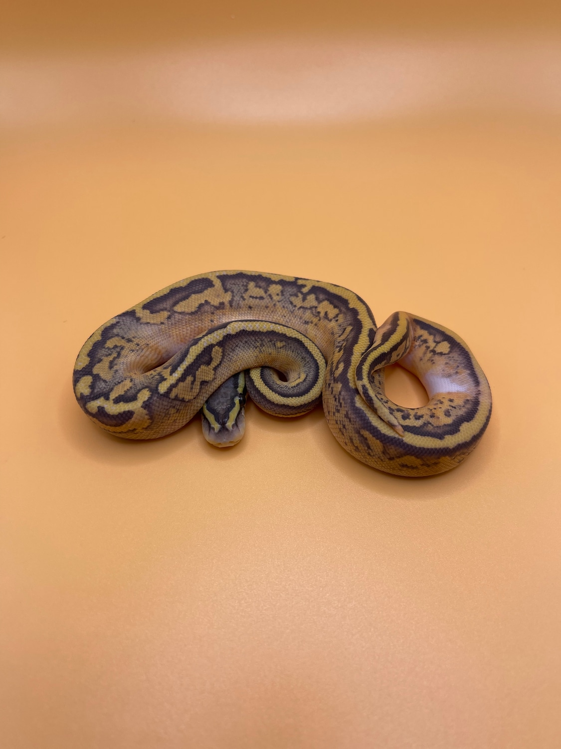 Pastel Hypo Pied Ball Python by Anomaly Genetics - MorphMarket