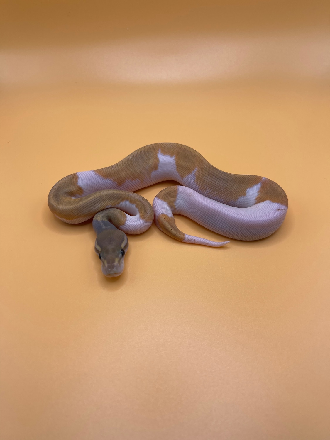 Mojave Hypo Pied Ball Python by Anomaly Genetics - MorphMarket