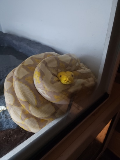 2012 Purple Phase Reticulated Python by Rhacs to Riches