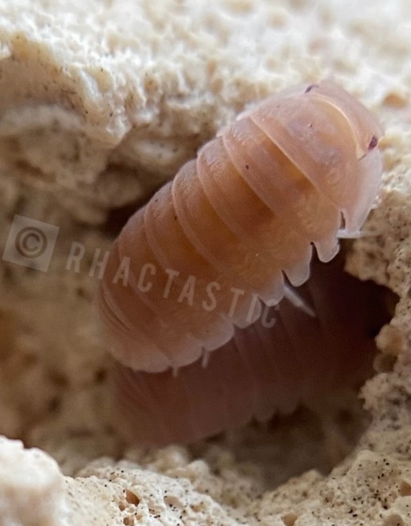 10 Cubaris Papaya Isopod by Rhactastic Rhacs MorphMarket