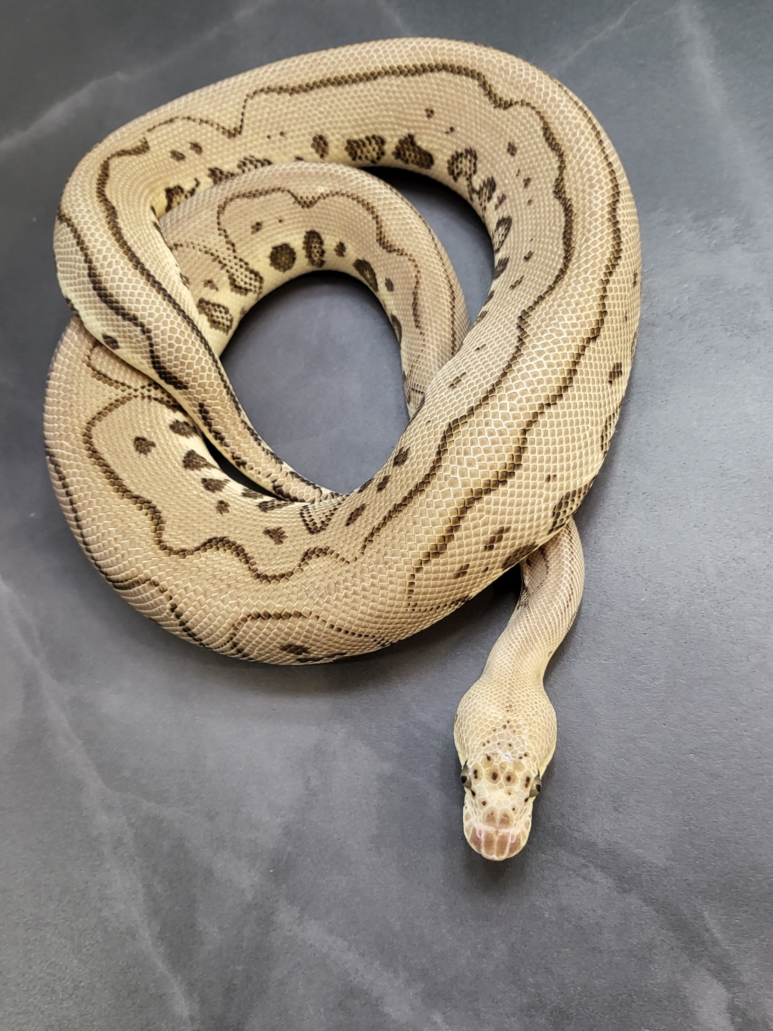 Pastel Phantom Leopard Clown Ball Python by MaxMorphs - MorphMarket