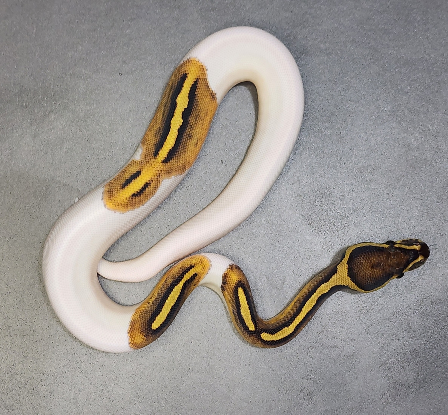 Pied 66% VPI Axanthic Ball Python by MaxMorphs - MorphMarket