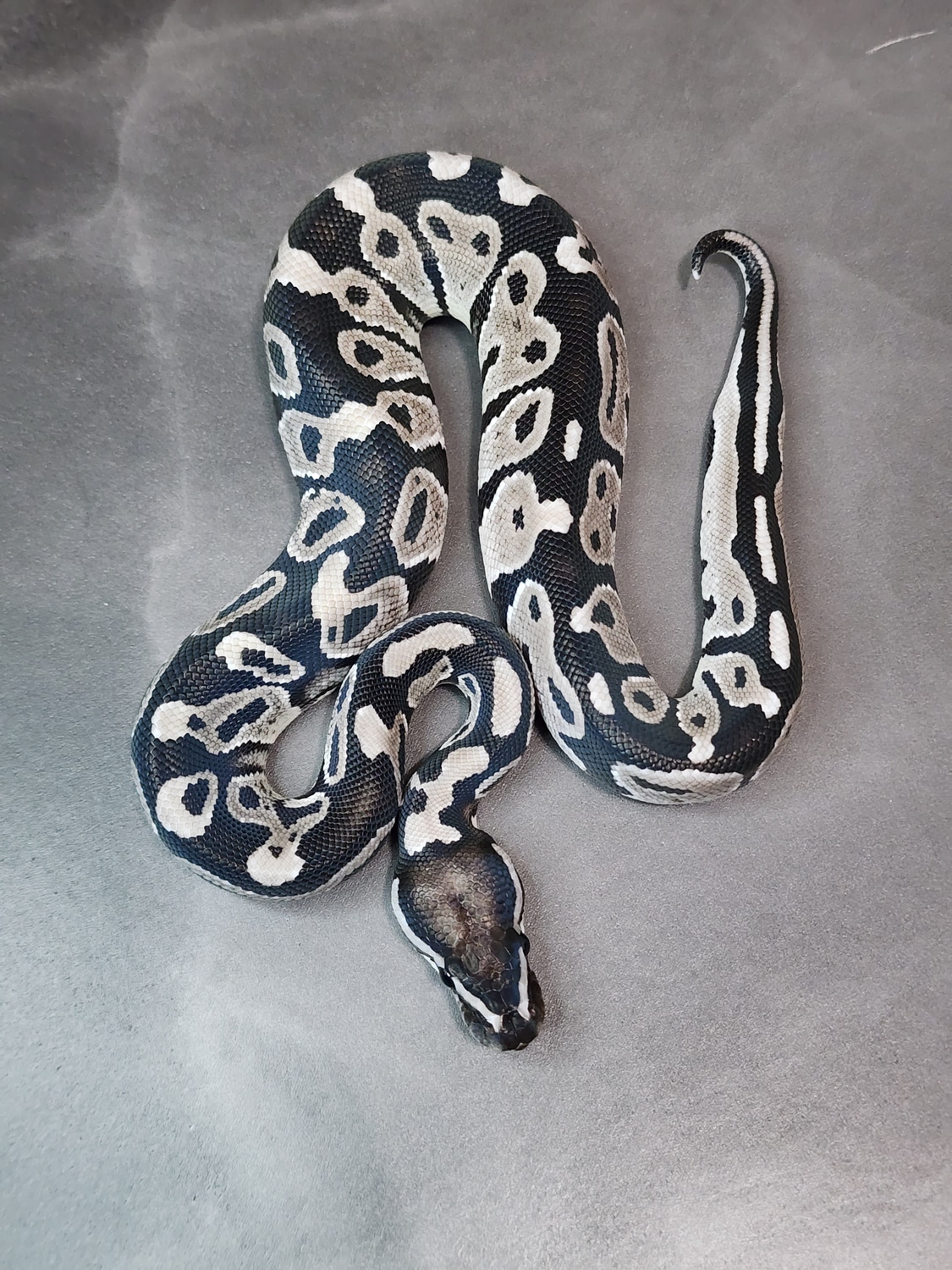 Vpi Axanthic Leopard Het Pied Ball Python by MaxMorphs - MorphMarket