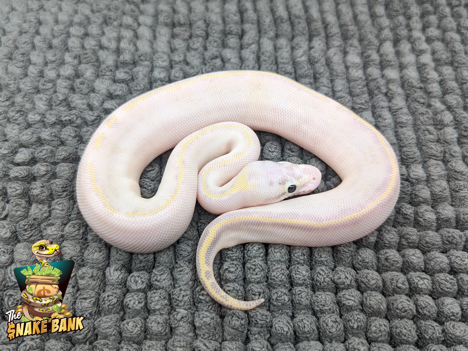 Pastel Ivory Ball Python by The Snake Bank - MorphMarket