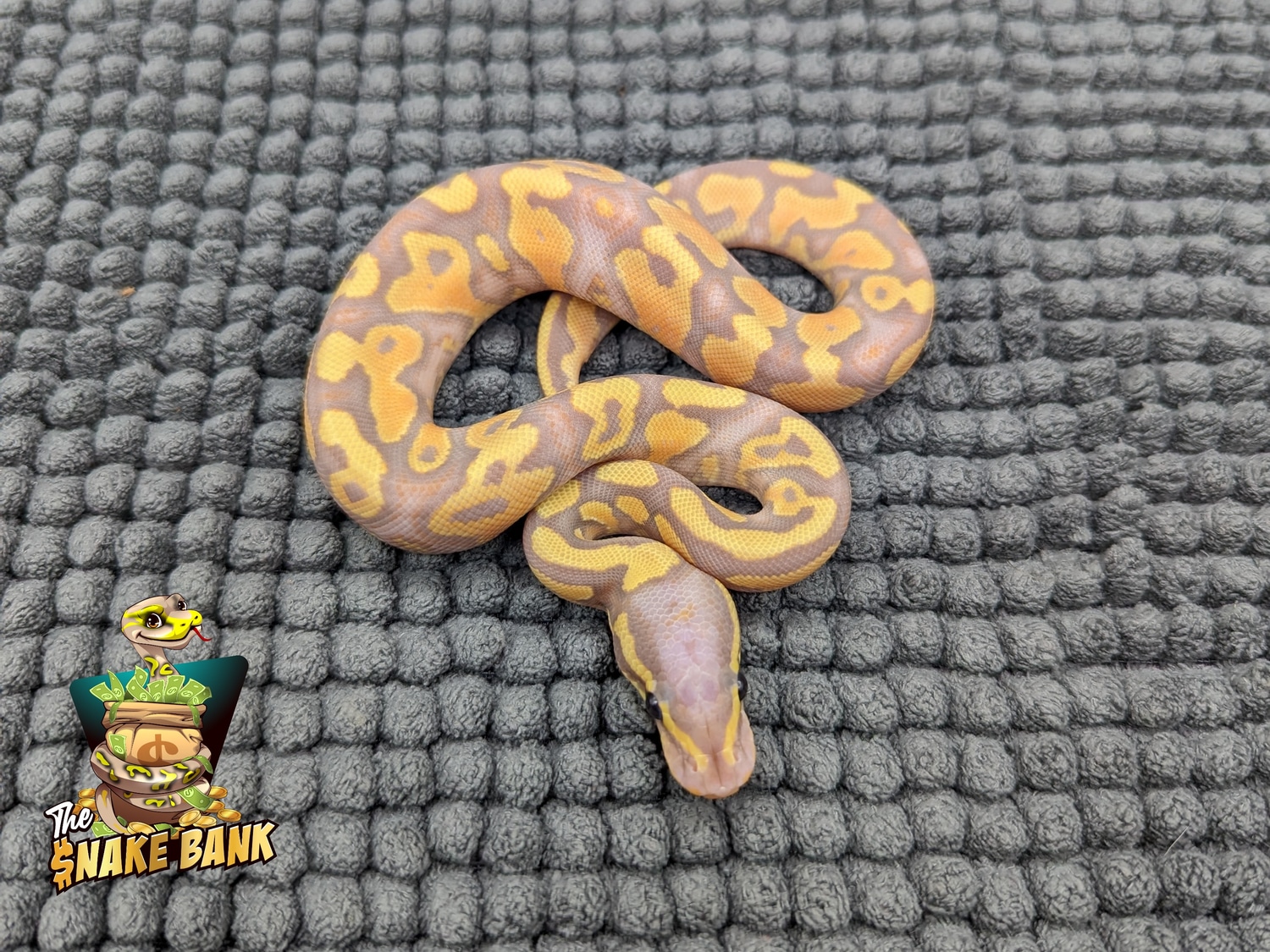 Banana YB/Gravel Ball Python by The Snake Bank MorphMarket