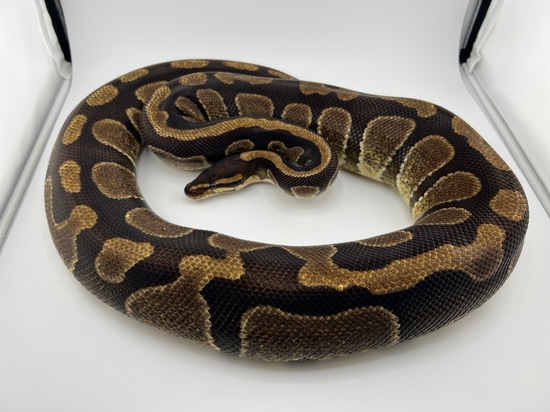 Proven Breeder Enchi Chocolate 100% Het Desert Ghost Ball Python by ...