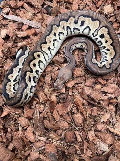 Cinnamon Fire Yellowbelly Or Russo Clown Ball Python by Black Label Pythons