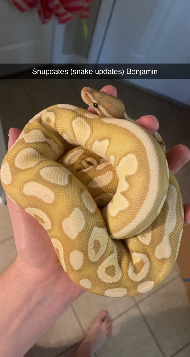 Banana Lesser Ball Python by Tankrupt MorphMarket