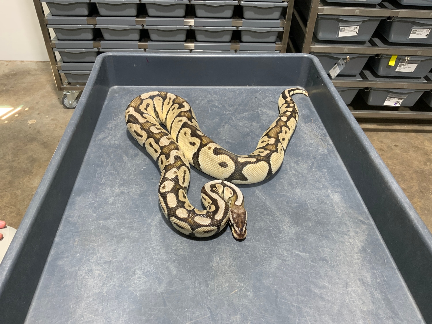 Pastel TSK Axanthic Ball Python by Rice Reptiles - MorphMarket