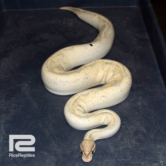 Highway Ball Python by Rice Reptiles - MorphMarket