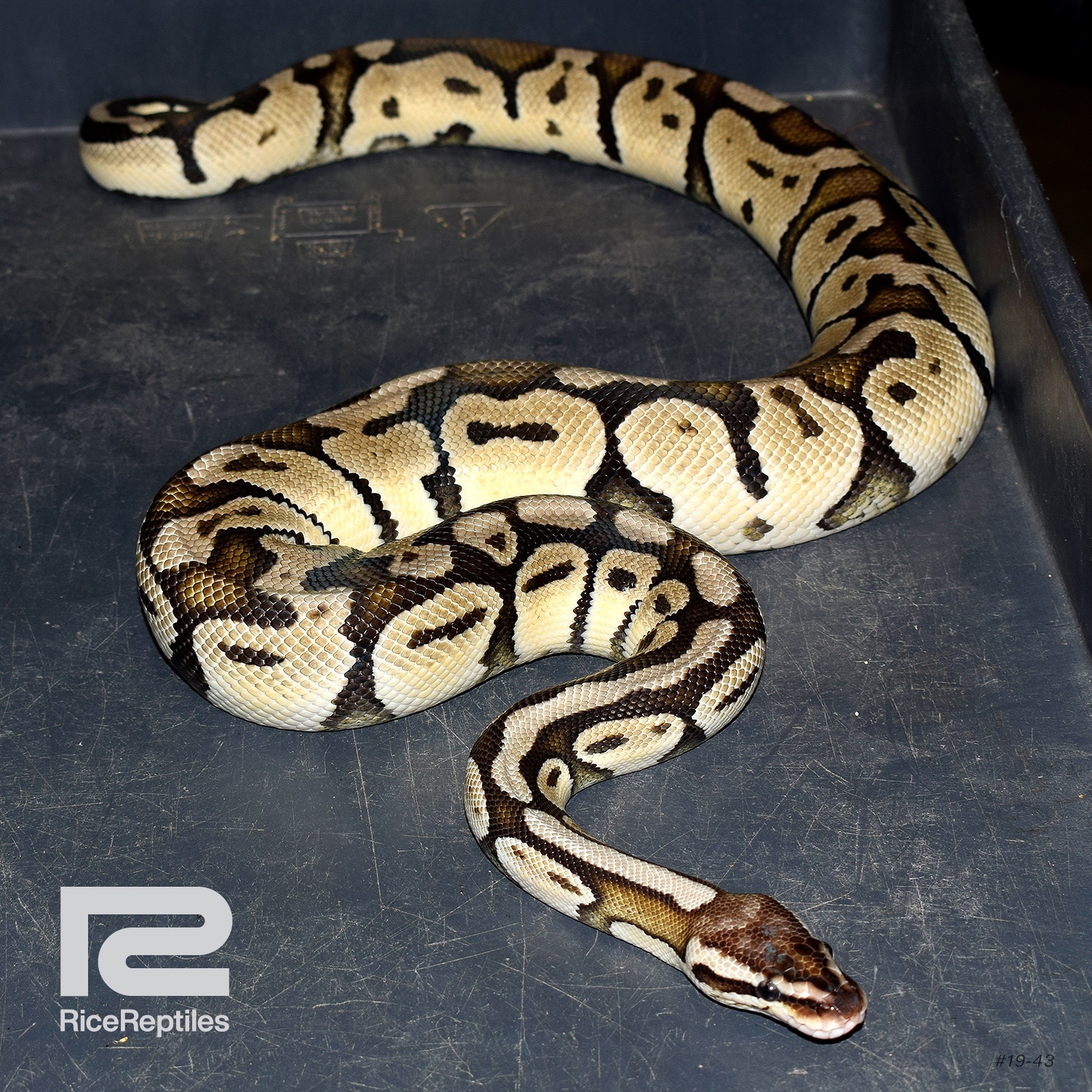 Pastel TSK Axanthic Ball Python by Rice Reptiles - MorphMarket