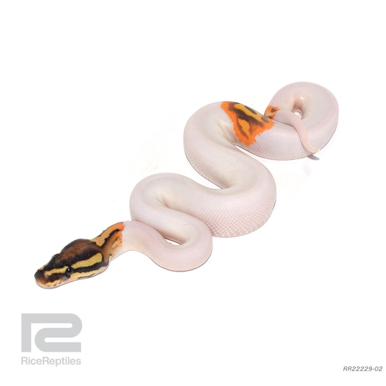 OD YB Fire Pied 50% Het TSK Axanthic Ball Python by Rice Reptiles