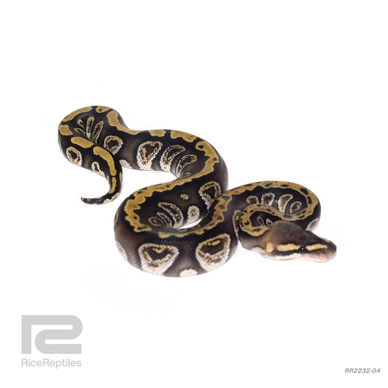 Cypress GHI Het Clown Ball Python by Rice Reptiles