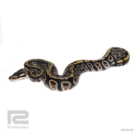 Cypress GHI Het Clown Ball Python by Rice Reptiles