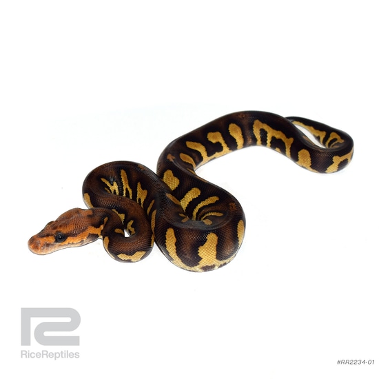 Python Perching Super Chocolate Clown Ball Python by Rice Reptiles