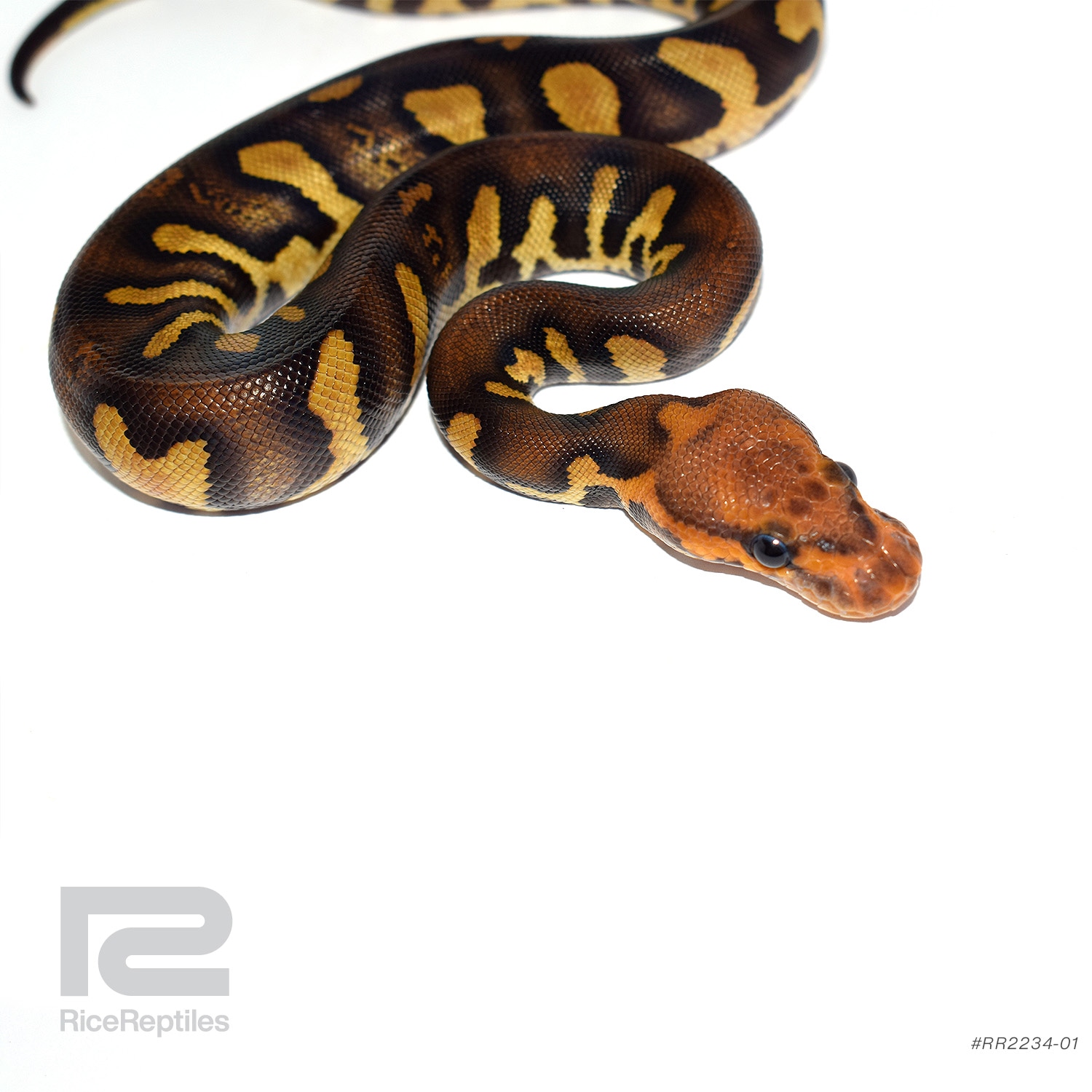 Super Chocolate Clown Ball Python by Rice Reptiles - MorphMarket
