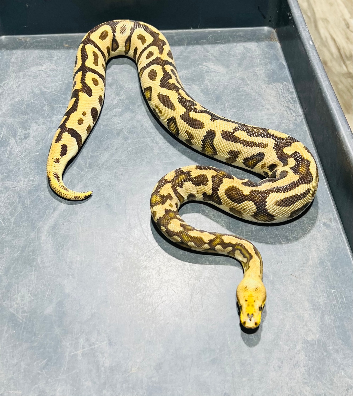 Cypress Batman Ball Python by Rice Reptiles MorphMarket