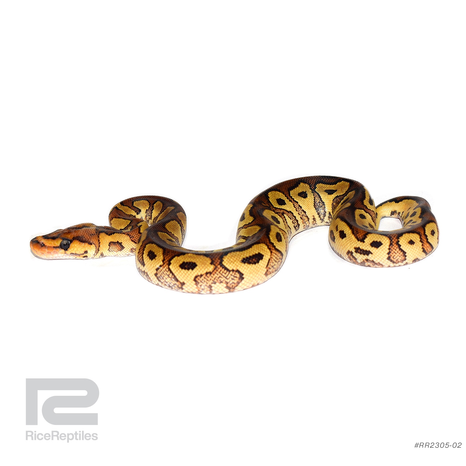 Redstripe YB Clown (Possible Lace) Ball Python by Rice Reptiles ...