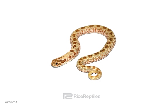 Anaconda 66% Het Lavender Western Hognose by Rice Reptiles